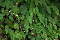 Begonia chuyunshanensis