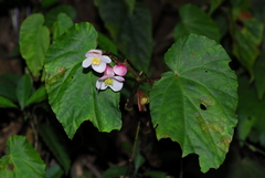 Begonia chuyunshanensis