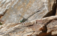 Austrogomphus prasinus