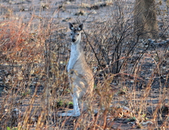 Osphranter antilopinus