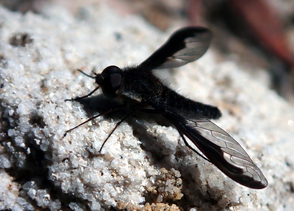 Aleucosia hemiteles