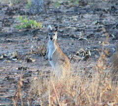 Osphranter antilopinus