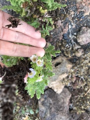 Phacelia ixodes