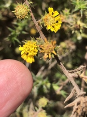 Centromadia parryi australis