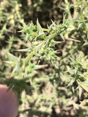 Centromadia parryi australis