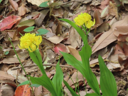 Image of Golden Orchid (Cephalanthera falcata) by (c) mami_t_t, some rights reserved (CC BY)