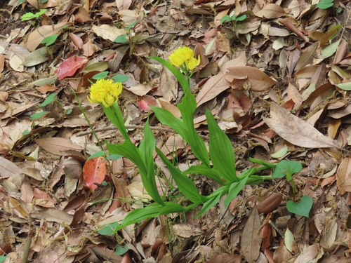 Image of Golden Orchid (Cephalanthera falcata) by (c) mami_t_t, some rights reserved (CC BY)
