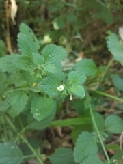 Melissa officinalis
