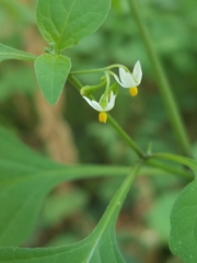Solanum americanum