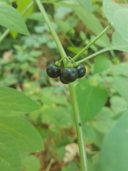 Solanum americanum