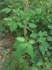 Solanum americanum