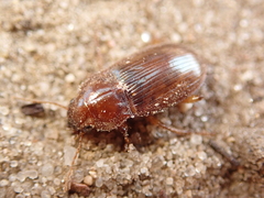 Amara fulva