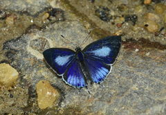 Hypolycaena kina