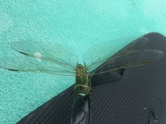 Anax parthenope julius