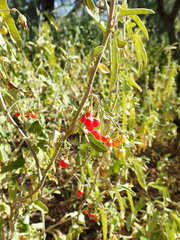 Solanum chenopodinum