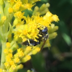 Philanthus solivagus