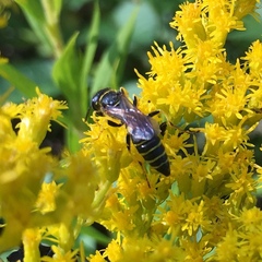Philanthus solivagus