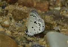 Shijimia moorei moorei