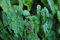 Begonia chuyunshanensis
