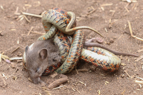 Dusky-footed Woodrat