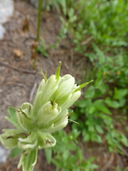 Castilleja occidentalis
