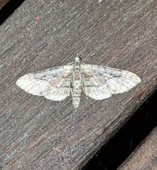 Eupithecia unicolor