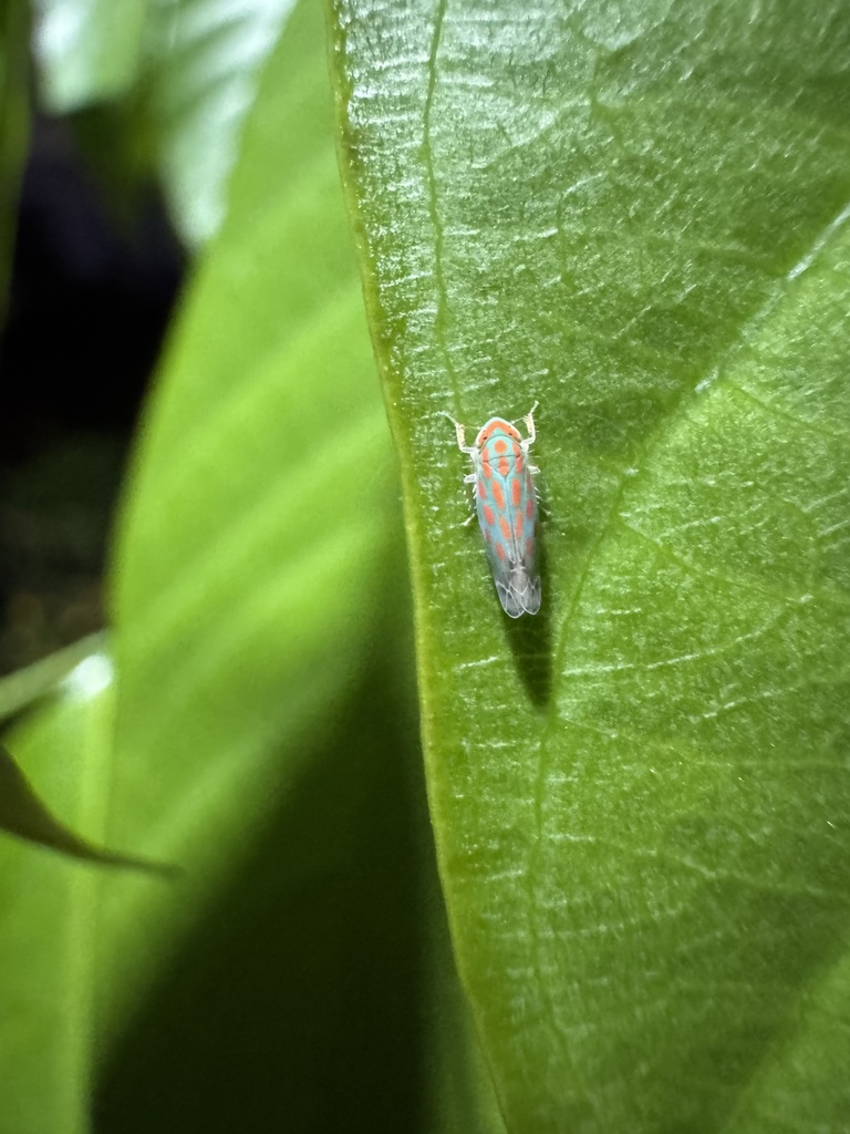 Paralampridius mimicus