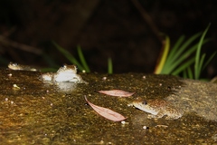 Amolops hongkongensis