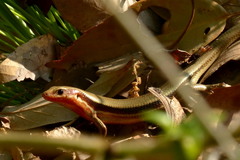 Plestiodon japonicus