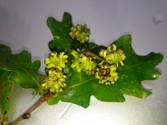 Andricus grossulariae