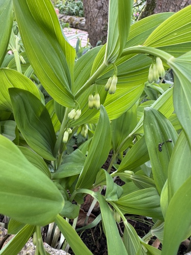 Polygonatum × hybridum (Polygonatum × hybridum)