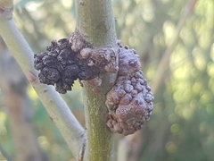 Agrobacterium radiobacter