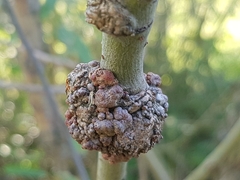 Agrobacterium radiobacter