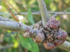 Agrobacterium radiobacter