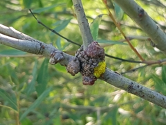 Agrobacterium radiobacter