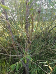 Agrobacterium radiobacter