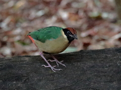 Pitta versicolor