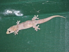 Gehyra australis