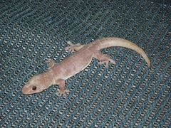 Gehyra australis