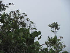 Ramphocelus nigrogularis