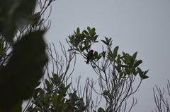 Ramphocelus nigrogularis