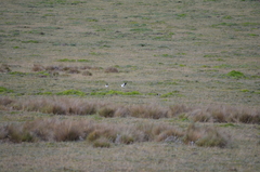 Vanellus resplendens