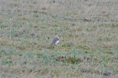 Vanellus resplendens