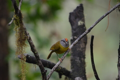 Myiothlypis coronata