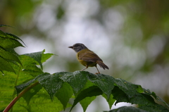 Myiothlypis coronata