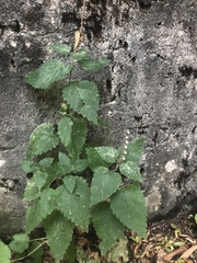 Scutellaria altissima