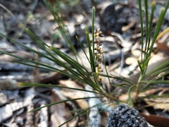 Lomandra glauca