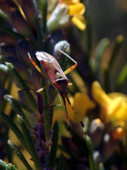 Pseudopantilius australis