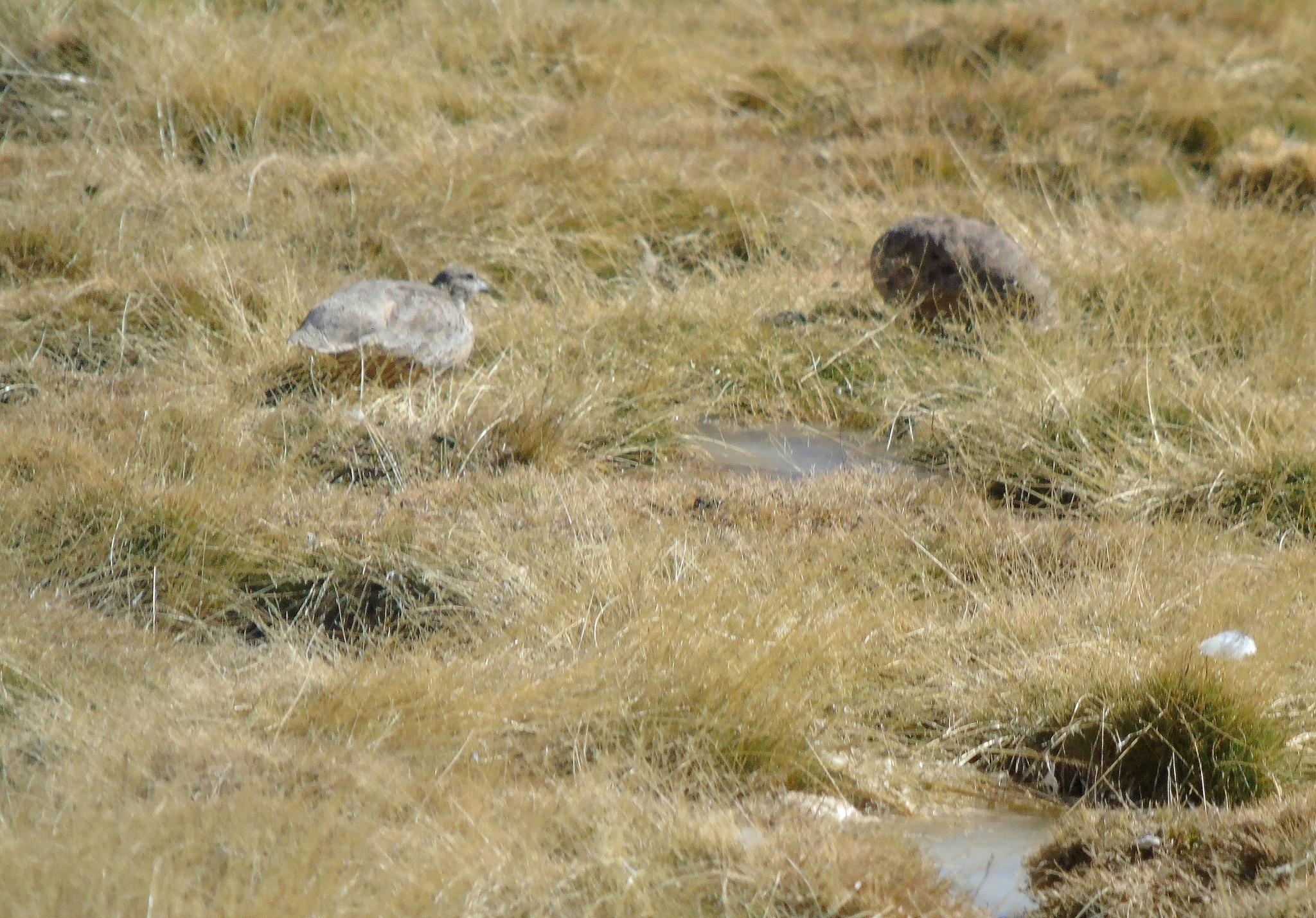 Rufous-bellied Seedsnipe (Attagis gayi), photo 9