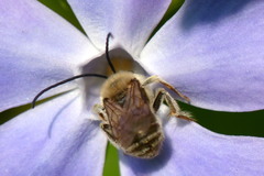 Eucera nipponensis